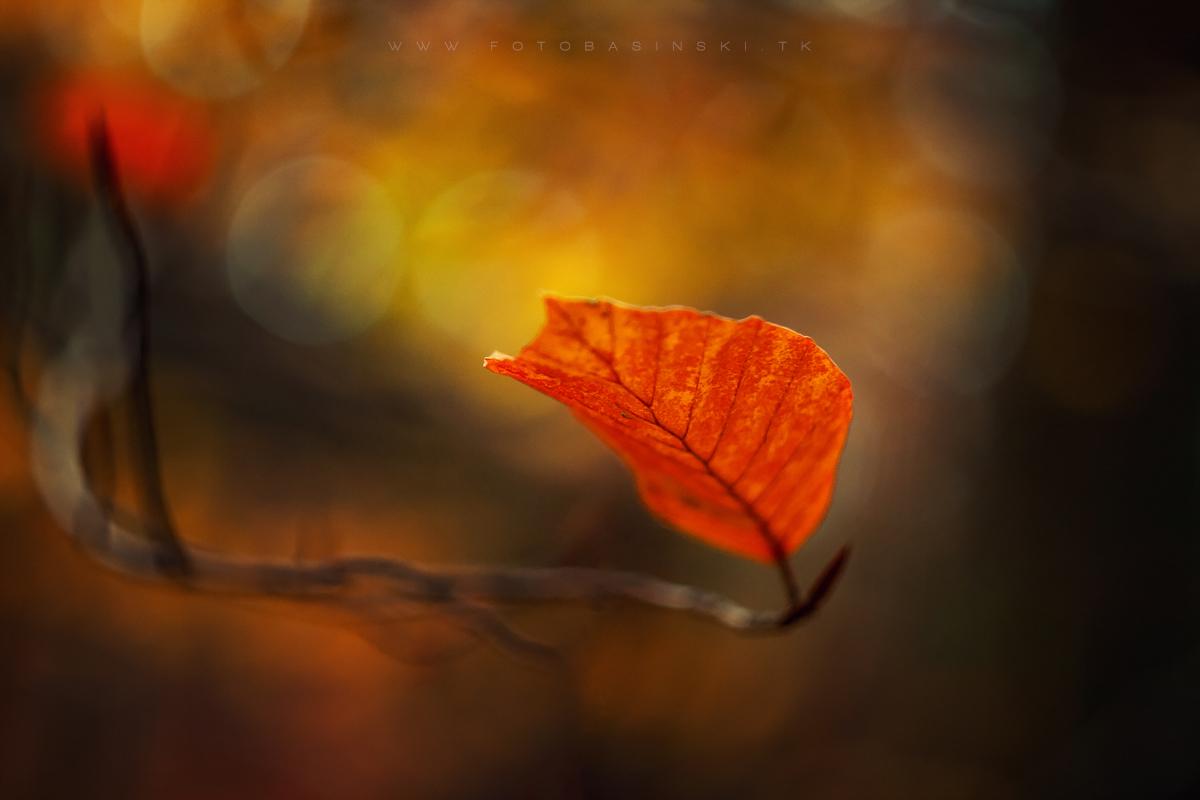 https://fotobasinski.tk   |  jesienne krajobrazy v2