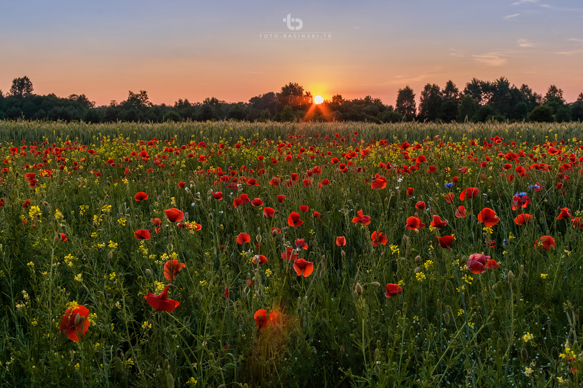 makowe pola - https://fotobasinski.tk