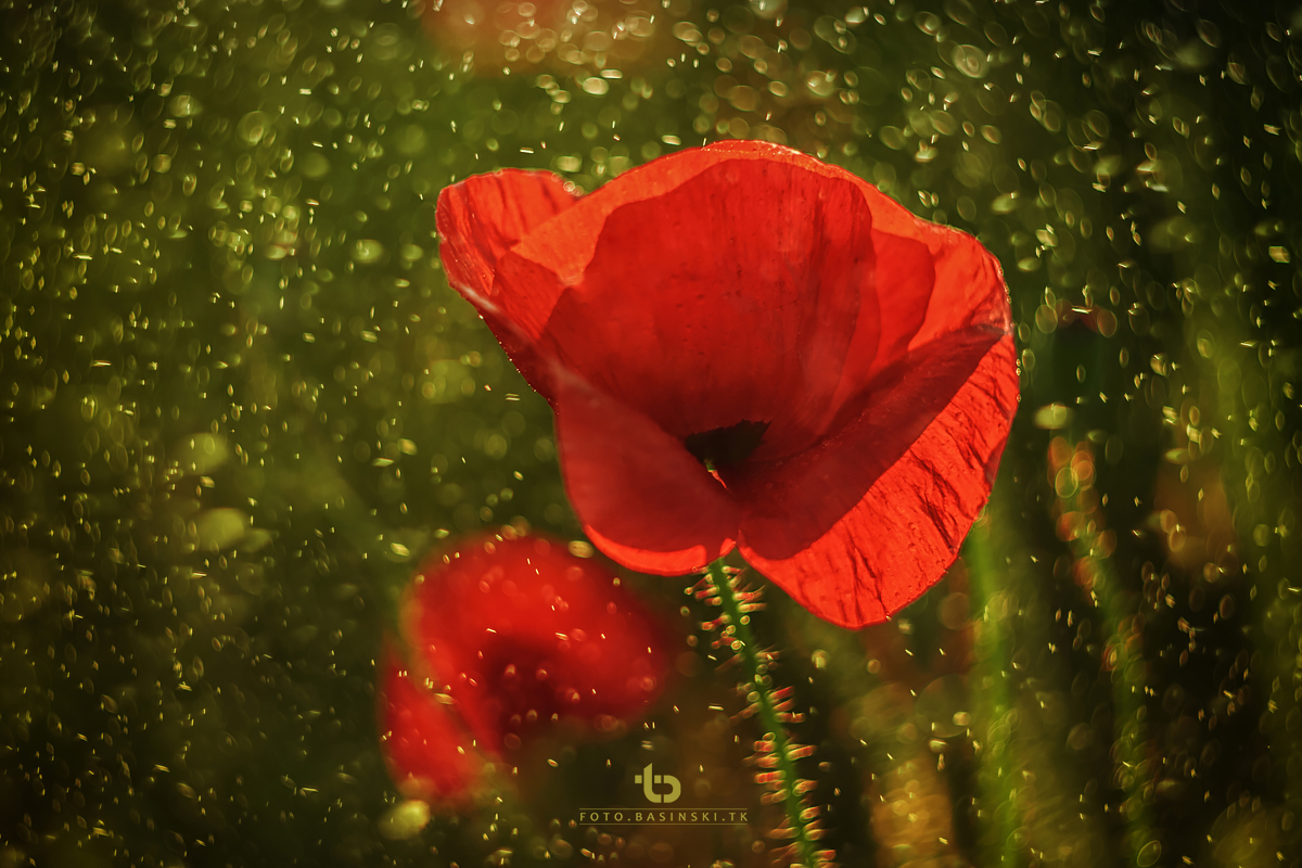 makowe pola - https://fotobasinski.tk