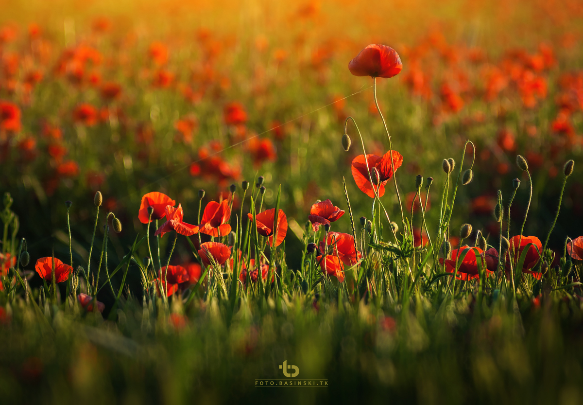makowe pola - https://fotobasinski.tk