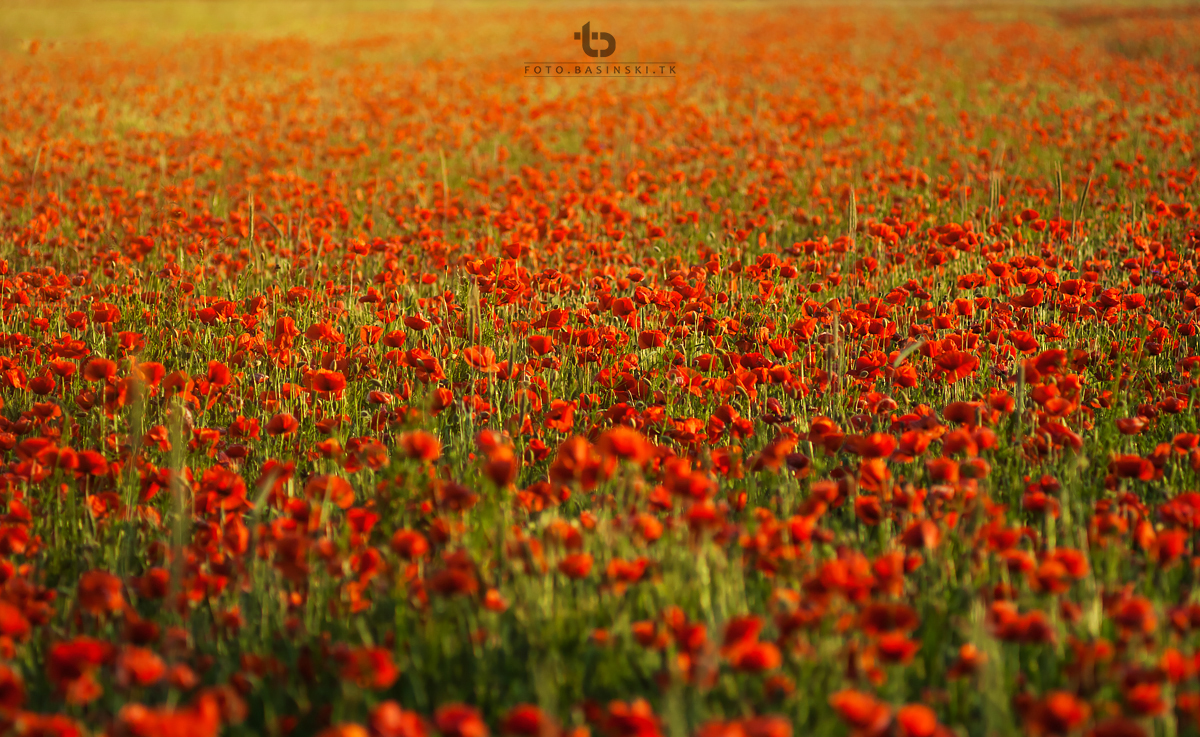 makowe pola - https://fotobasinski.tk