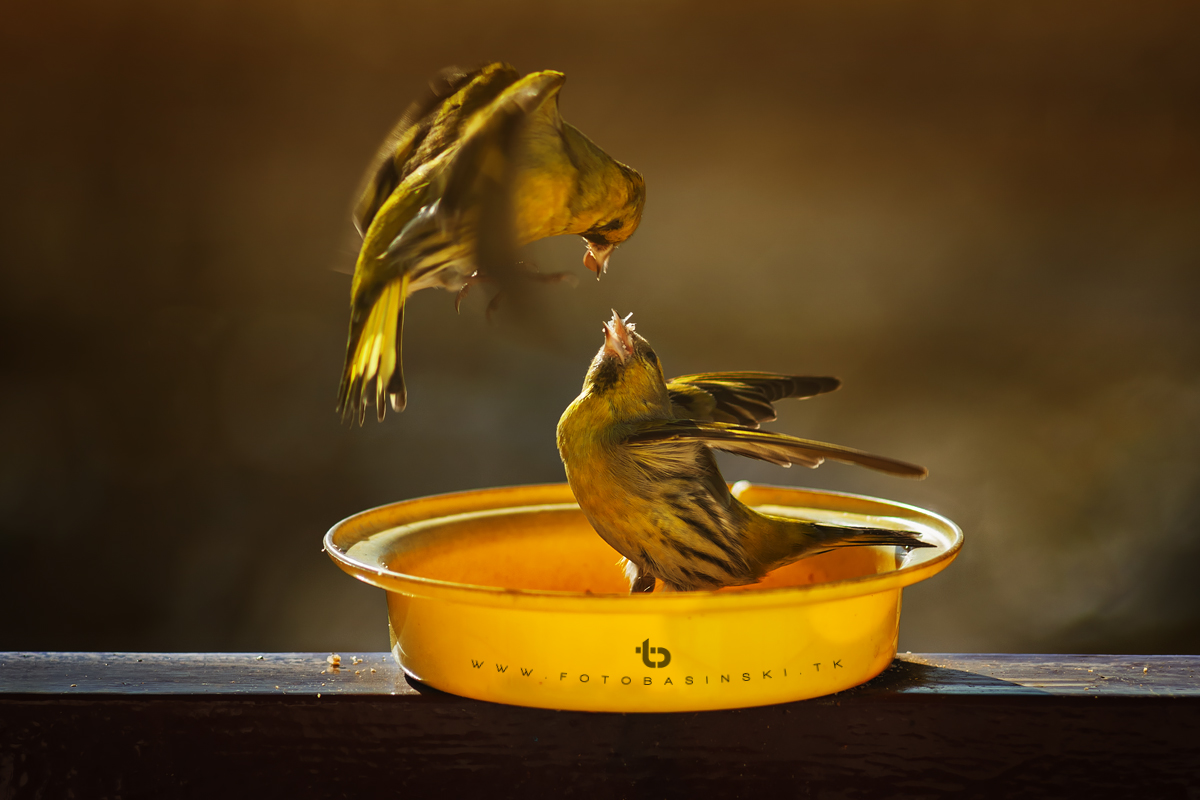 Ptasia stołówka - www.fotobasinski.tk