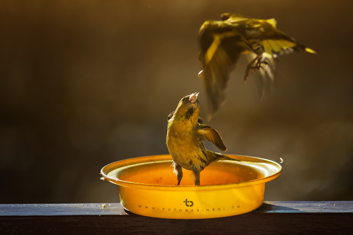Ptasia stołówka - www.fotobasinski.tk