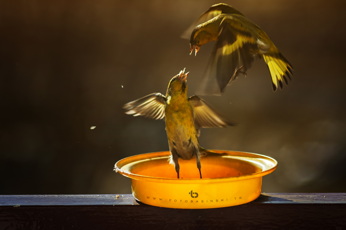 Ptasia stołówka - www.fotobasinski.tk