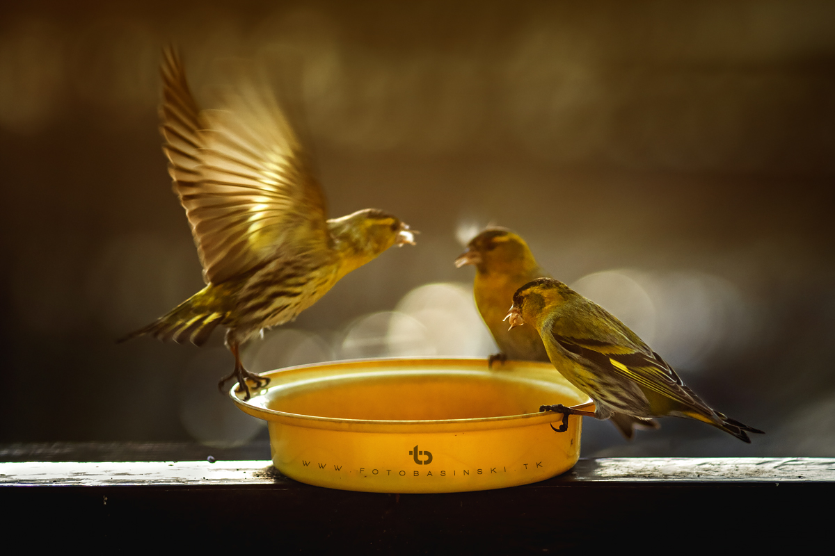 Ptasia stołówka - www.fotobasinski.tk