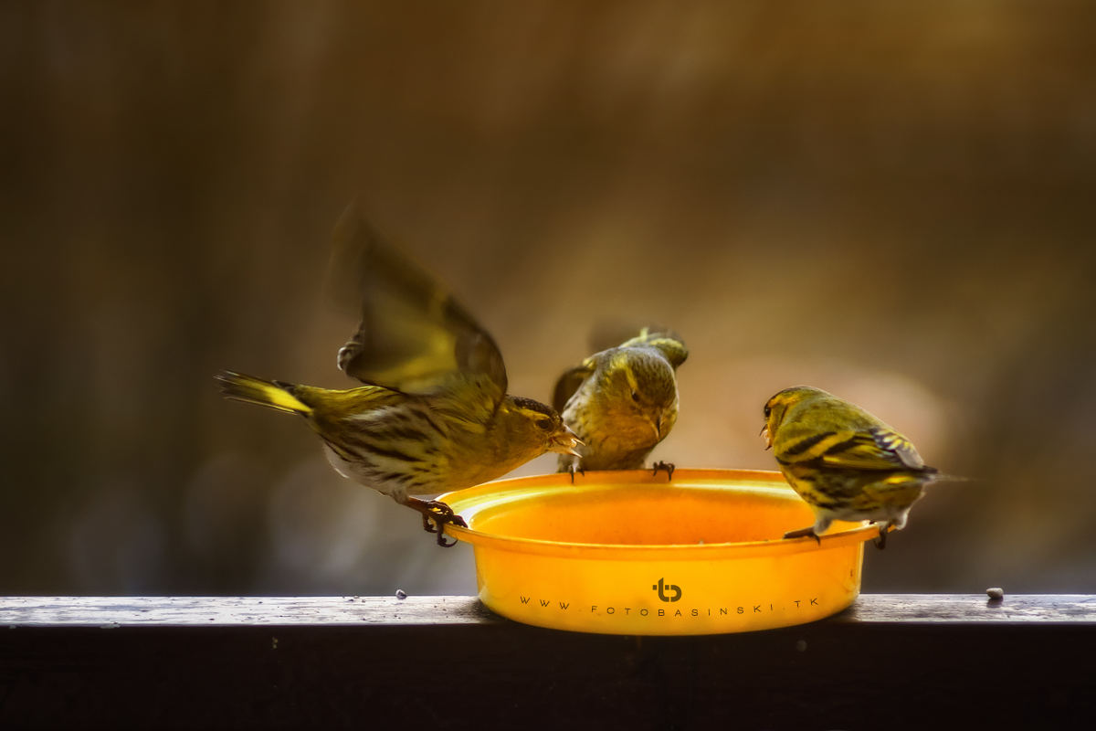 Ptasia stołówka - www.fotobasinski.tk