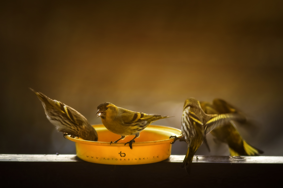 Ptasia stołówka - www.fotobasinski.tk