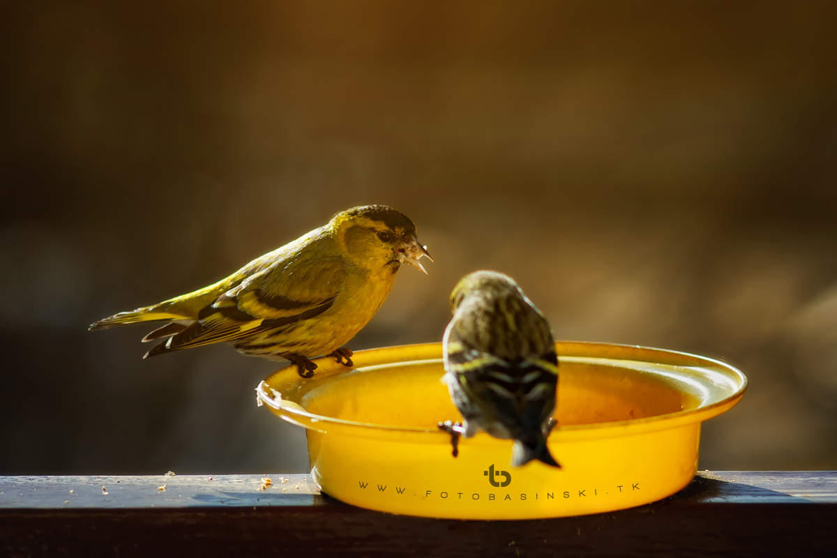 Ptasia stołówka - www.fotobasinski.tk