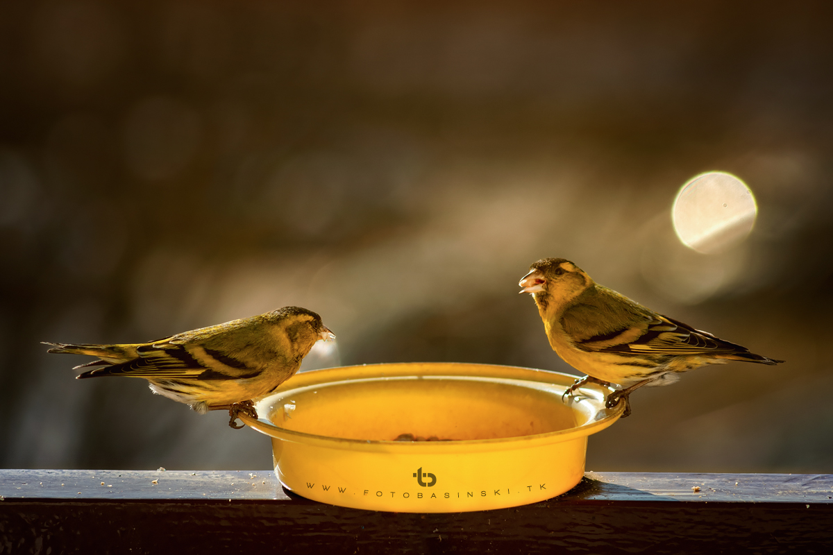 Ptasia stołówka - www.fotobasinski.tk