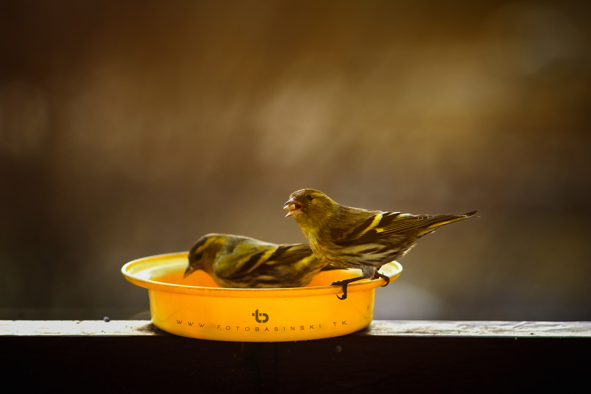 Ptasia stołówka - www.fotobasinski.tk