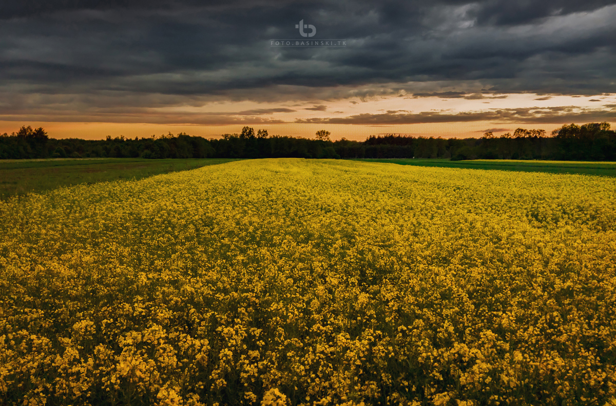 pola rzepaku -  https://fotobasinski.tk