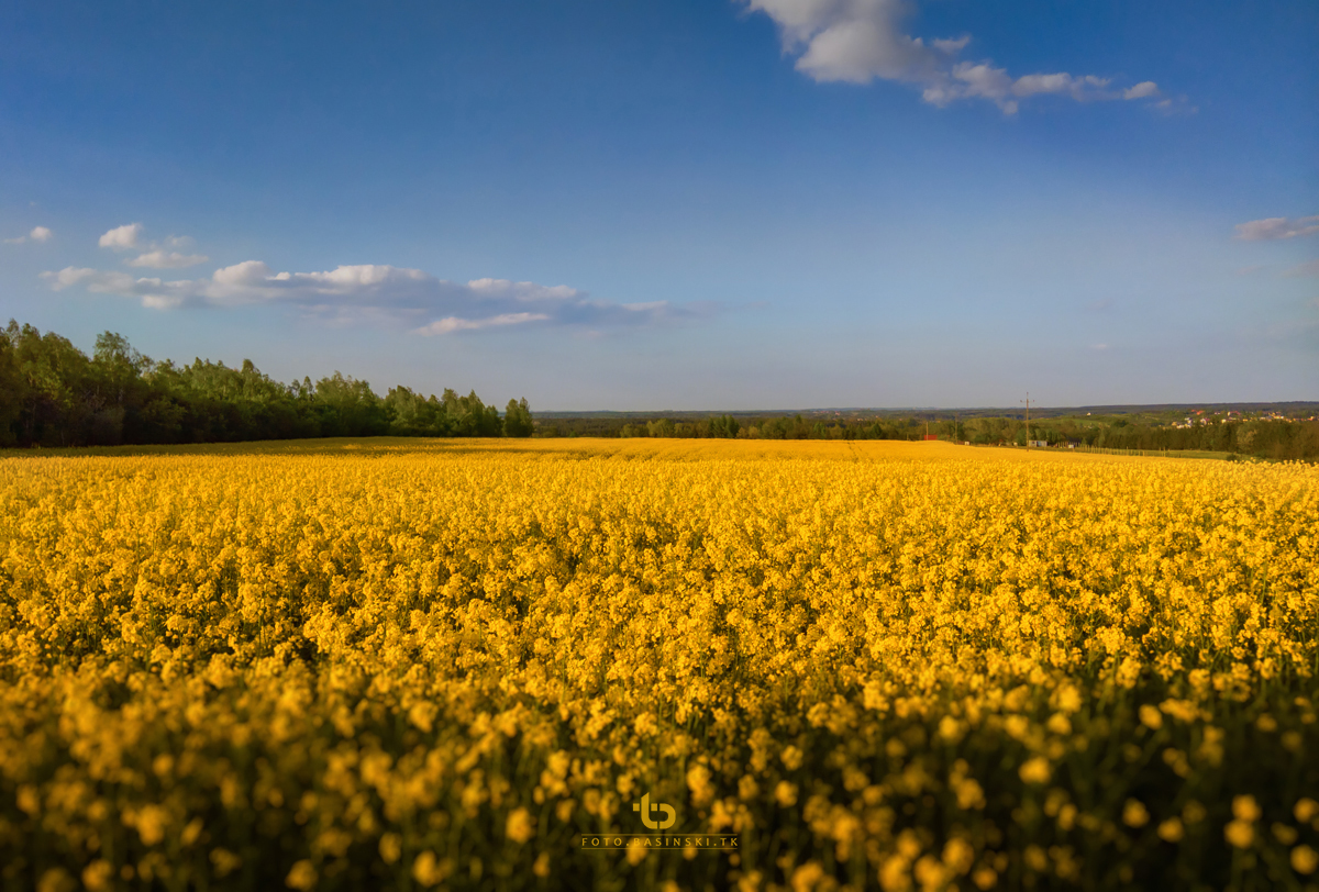 pola rzepaku -  https://fotobasinski.tk
