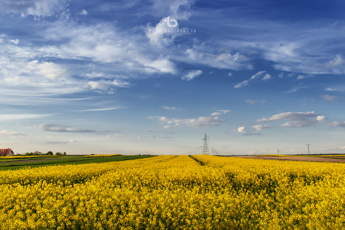 pola rzepaku -  https://fotobasinski.tk