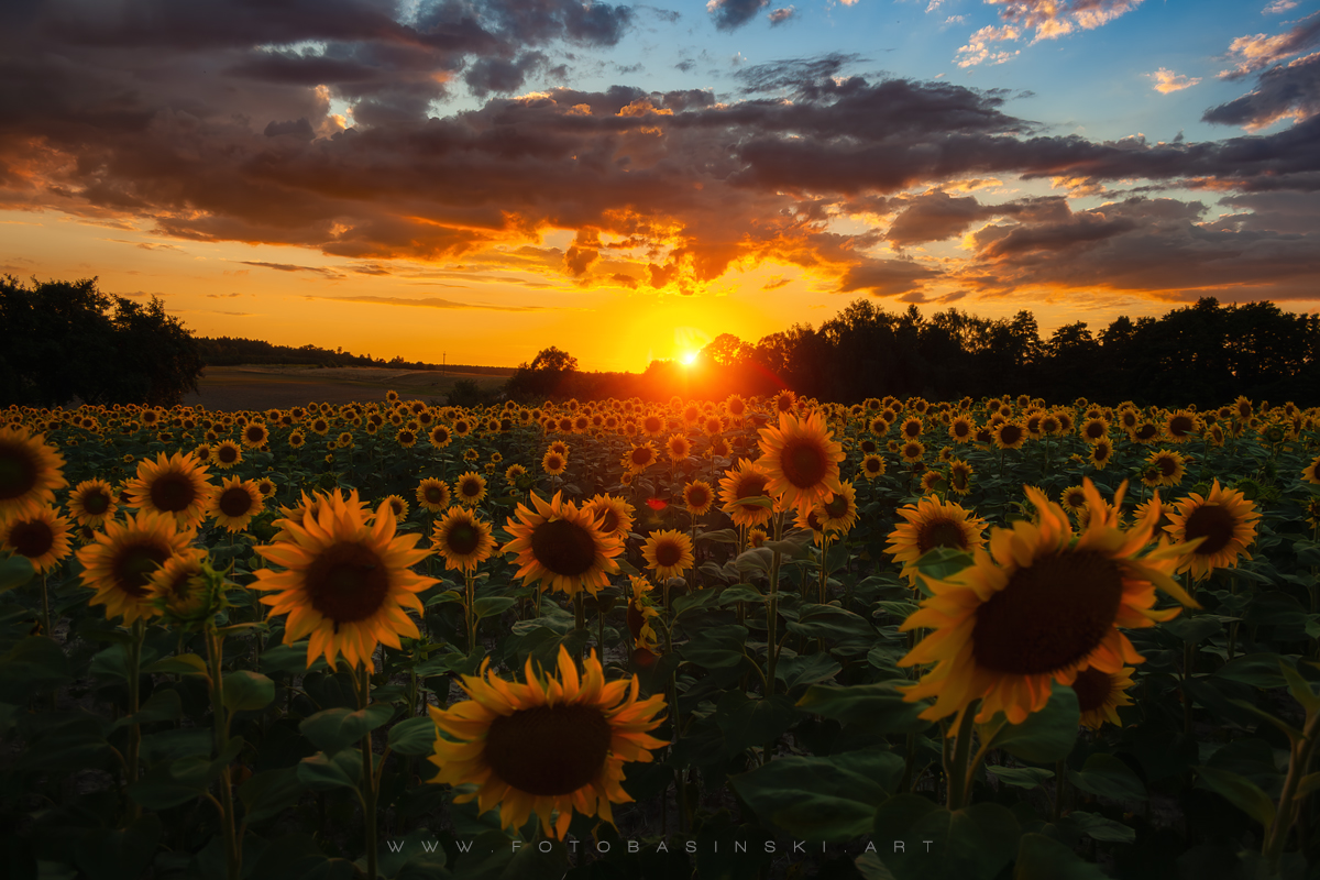 pole słoneczników - www.fotobasinski.art