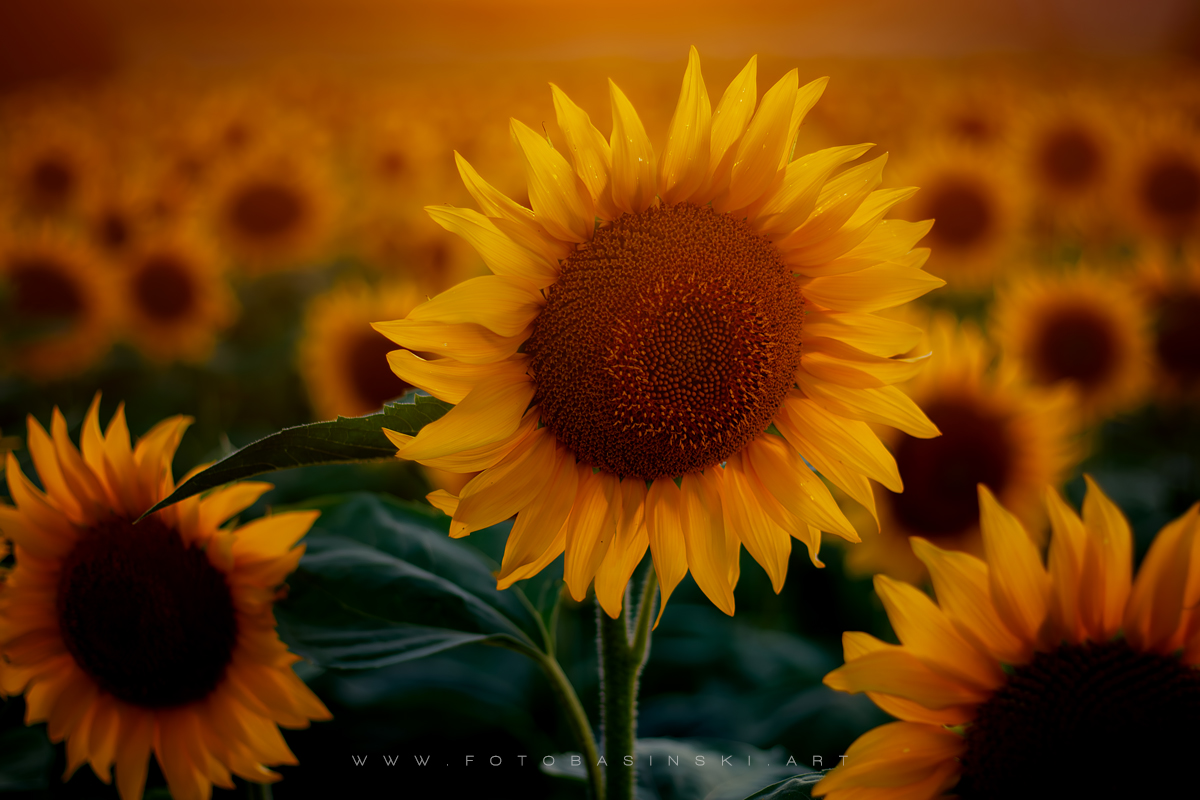 pole słoneczników - www.fotobasinski.art