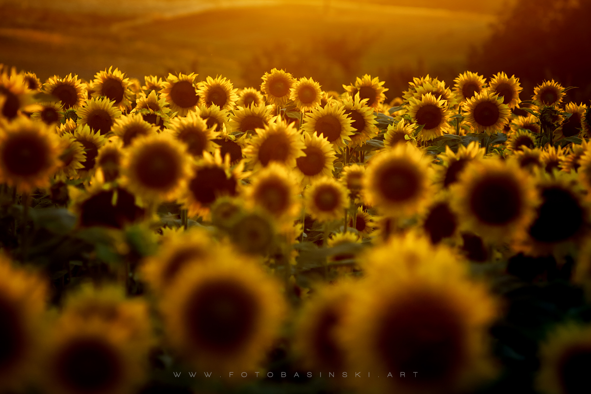 pole słoneczników - www.fotobasinski.art