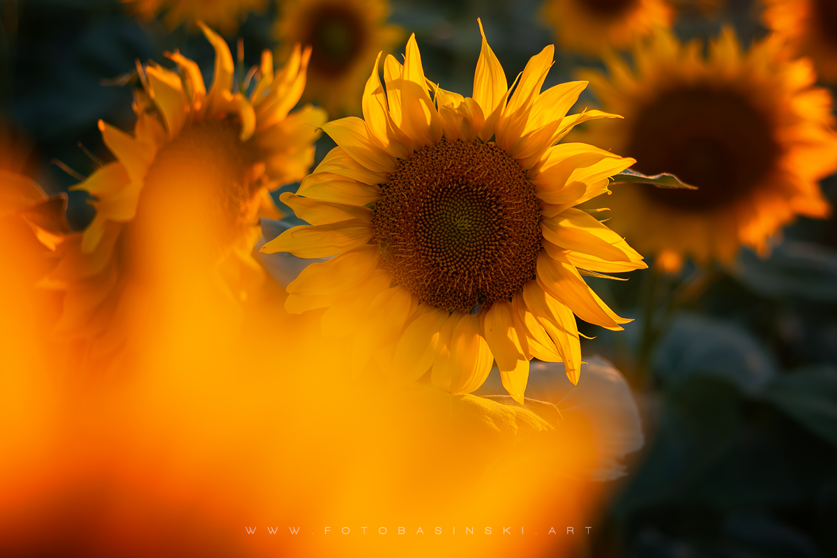 pole słoneczników - www.fotobasinski.art