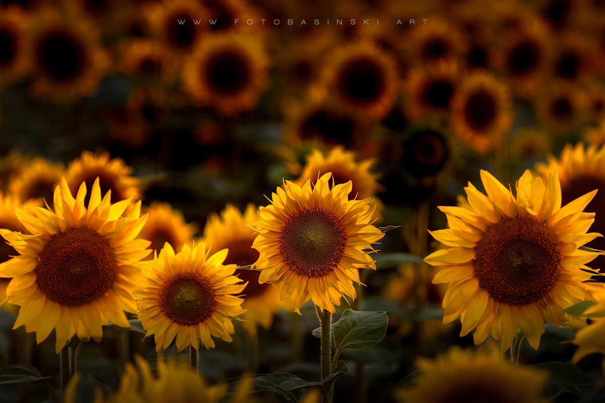 pole słoneczników - www.fotobasinski.art