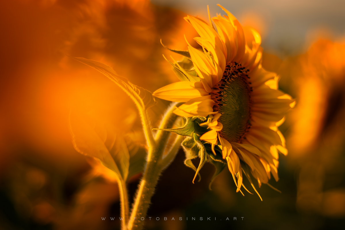 pole słoneczników - www.fotobasinski.art