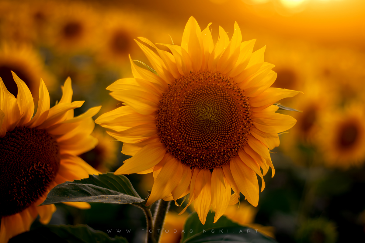pole słoneczników - www.fotobasinski.art