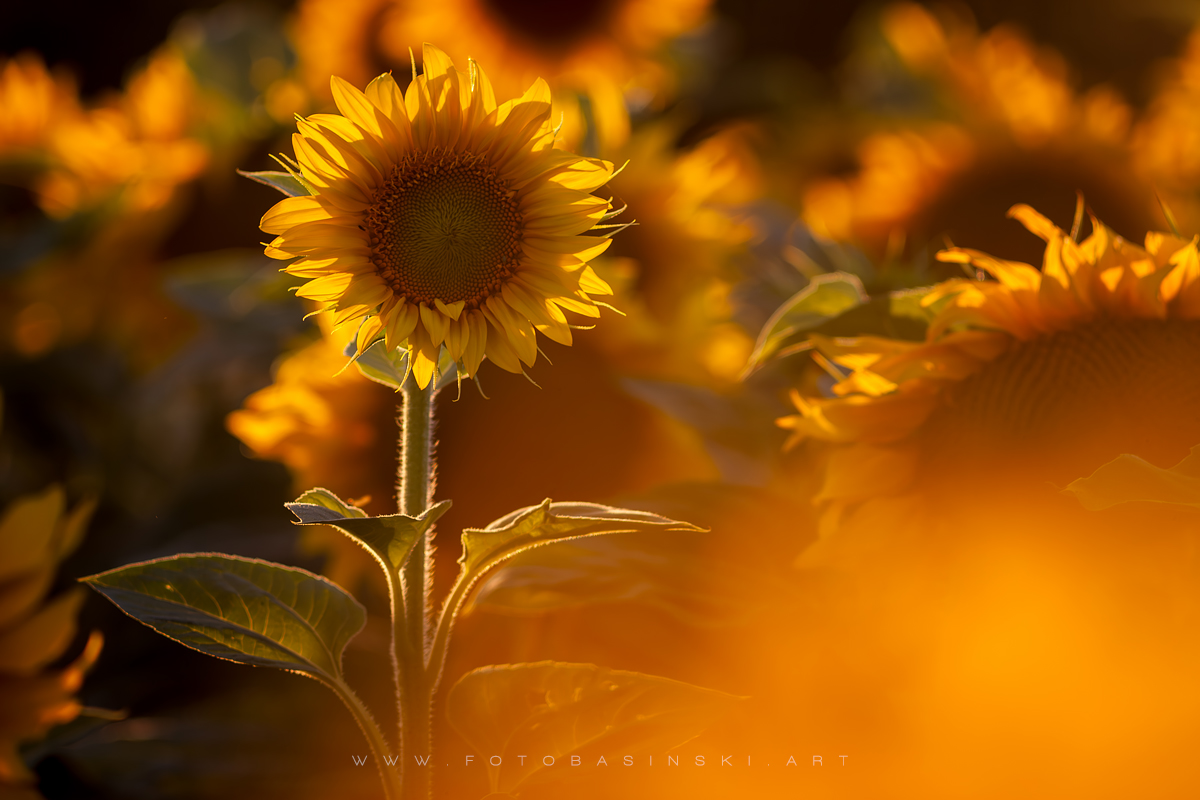 pole słoneczników - www.fotobasinski.art