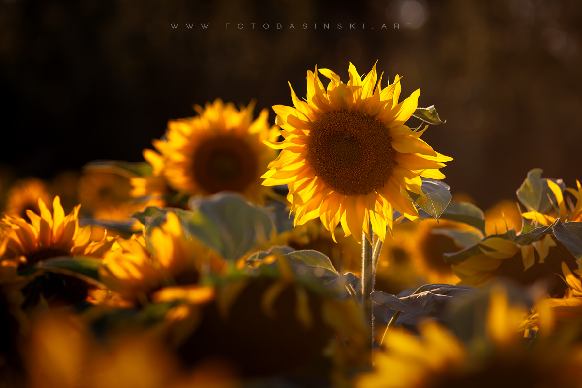 pole słoneczników - www.fotobasinski.art