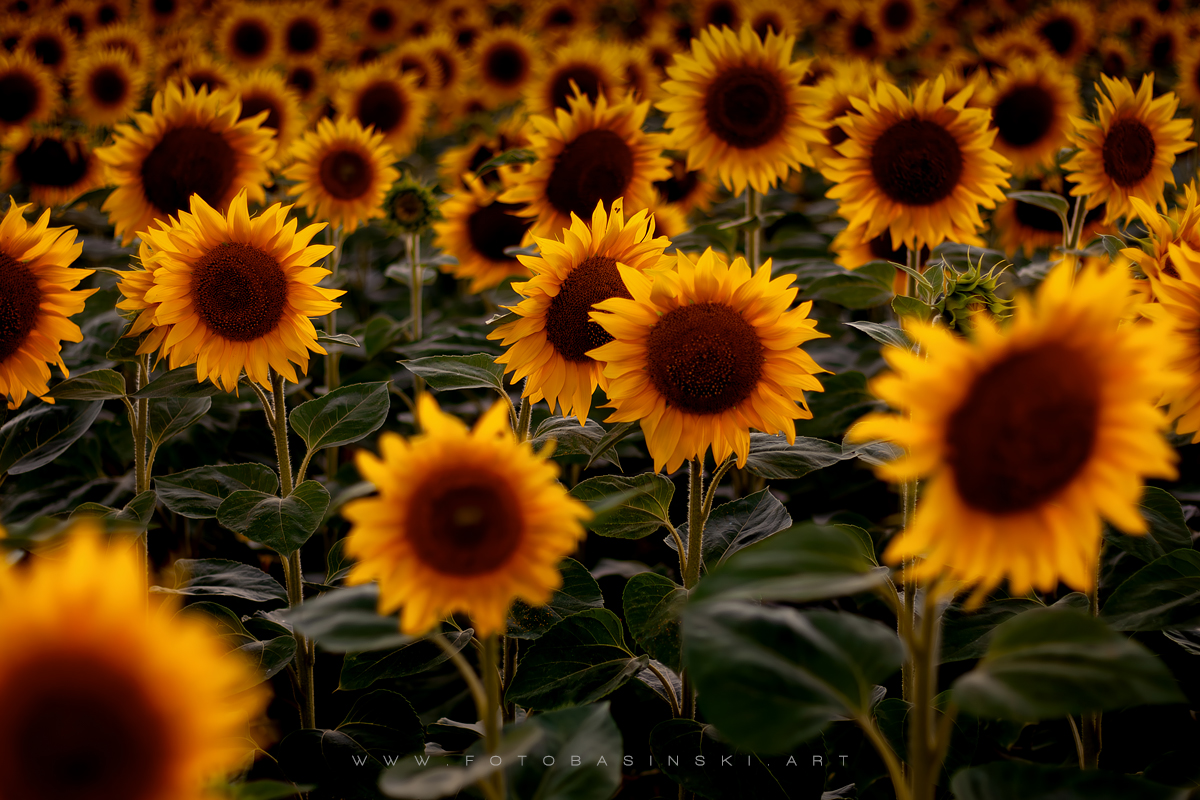 pole słoneczników - www.fotobasinski.art